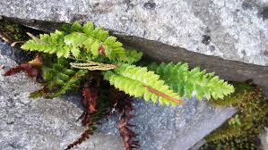 Attēlu rezultāti vaicājumam “Polystichum lonchitis”