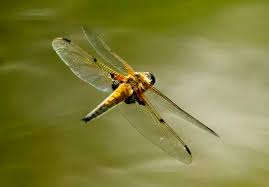 Attēlu rezultāti vaicājumam “Libellula quadrimaculata”