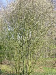 Attēlu rezultāti vaicājumam “Amelanchier spicata”