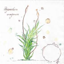 Attēlu rezultāti vaicājumam “Pogonatum urnigerum macro”