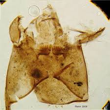 Attēlu rezultāti vaicājumam “Tanytarsus”