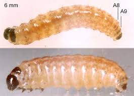 Attēlu rezultāti vaicājumam “Platyptilia gonodactyla”
