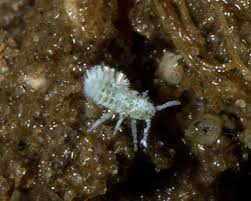 Attēlu rezultāti vaicājumam “Thecabius affinis nymph”