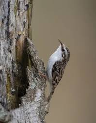 Attēlu rezultāti vaicājumam “Certhia familiaris adult”