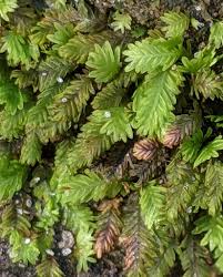 Attēlu rezultāti vaicājumam “Fissidens osmundoides”