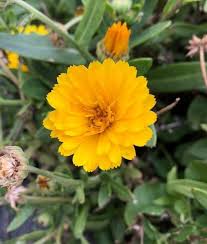 Attēlu rezultāti vaicājumam “Calendula officinalis”