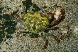 Image result for Carcinus maenas