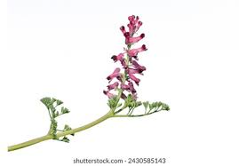 Image result for Fumaria officinalis