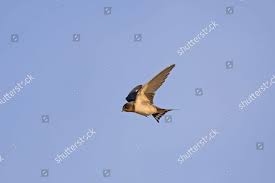 Attēlu rezultāti vaicājumam “Hirundo rustica juvenile”