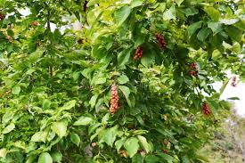 Attēlu rezultāti vaicājumam “Magnolia kobus fruit”