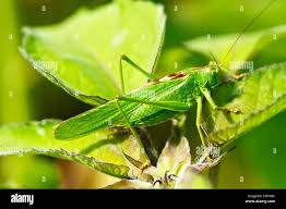 Attēlu rezultāti vaicājumam “Tettigonia viridissima”