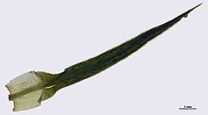 Attēlu rezultāti vaicājumam “Polytrichum formosum”