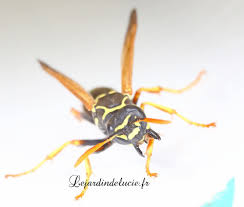 Attēlu rezultāti vaicājumam “Polistes nimpha”