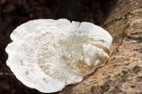 Attēlu rezultāti vaicājumam “Trametes suaveolens”