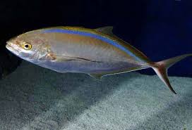 Image result for Caranx ruber