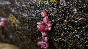 Attēlu rezultāti vaicājumam “Ascocoryne sarcoides”