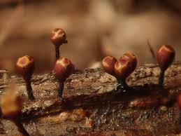 Attēlu rezultāti vaicājumam “Trichia botrytis var. cerifera macro”