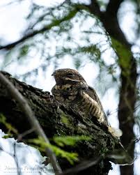 Attēlu rezultāti vaicājumam “Caprimulgus europaeus”