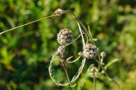 Attēlu rezultāti vaicājumam “Centaurea scabiosa flower”