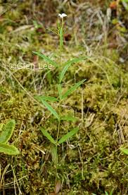 Attēlu rezultāti vaicājumam “Epilobium palustre”