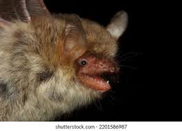 Attēlu rezultāti vaicājumam “Myotis nattereri”