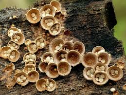 Attēlu rezultāti vaicājumam “Crucibulum laeve”