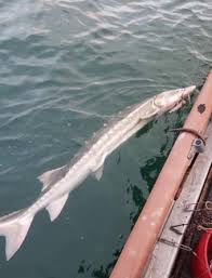 Image result for Acipenser medirostris