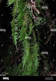 Attēlu rezultāti vaicājumam “Hypnum jutlandicum”