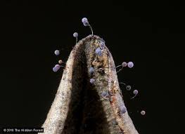 Attēlu rezultāti vaicājumam “Lamproderma pulchellum spores”