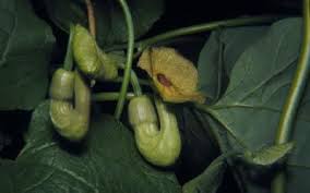 Attēlu rezultāti vaicājumam “Aristolochiaceae”