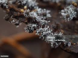 Attēlu rezultāti vaicājumam “Polycephalomyces tomentosus”