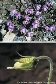 Attēlu rezultāti vaicājumam “Viola rupestris”