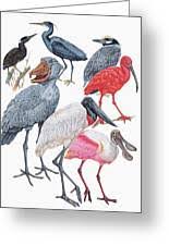 Attēlu rezultāti vaicājumam “Ciconiiformes”