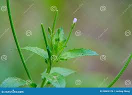 Attēlu rezultāti vaicājumam “Epilobium palustre”