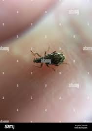 Attēlu rezultāti vaicājumam “Polydrusus tereticollis”