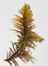 Attēlu rezultāti vaicājumam “Abietinella abietina”