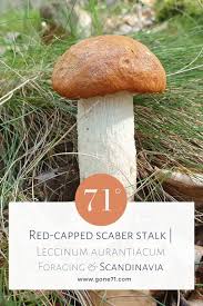 Attēlu rezultāti vaicājumam “Cribraria aurantiaca stalked”