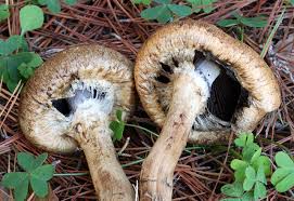 Attēlu rezultāti vaicājumam “Psathyrella lacrymabunda”