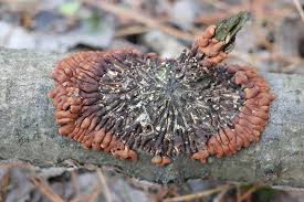 Attēlu rezultāti vaicājumam “Hypocreopsis lichenoides”