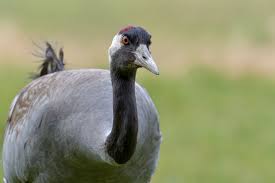 Attēlu rezultāti vaicājumam “Grus grus”