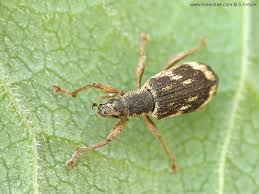 Attēlu rezultāti vaicājumam “Polydrusus tereticollis”