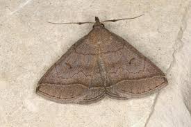 Attēlu rezultāti vaicājumam “Zanclognatha tarsipennalis”