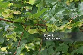 Attēlu rezultāti vaicājumam “Acer campestre fruit”