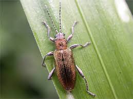 Attēlu rezultāti vaicājumam “Donacia”