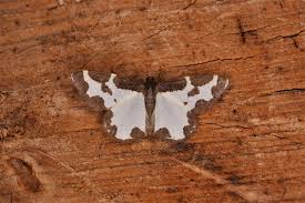 Attēlu rezultāti vaicājumam “Lomaspilis marginata”