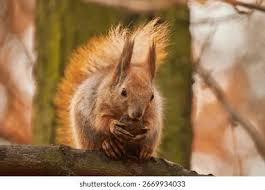 Attēlu rezultāti vaicājumam “Sciurus vulgaris”