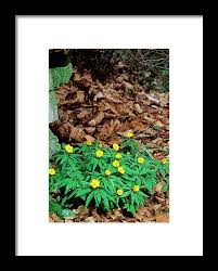 Attēlu rezultāti vaicājumam “Anemone ranunculoides leaf”
