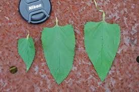 Attēlu rezultāti vaicājumam “Scrophularia nodosa fruit”