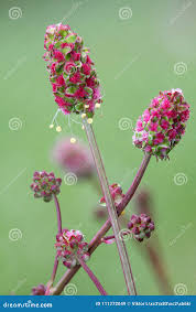 Image result for Sanguisorba minor