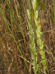 Attēlu rezultāti vaicājumam “Triticum aestivum”